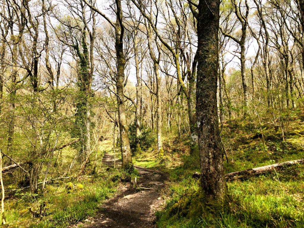 West-Highland Way, Weitwanderung, Wald, Wandern